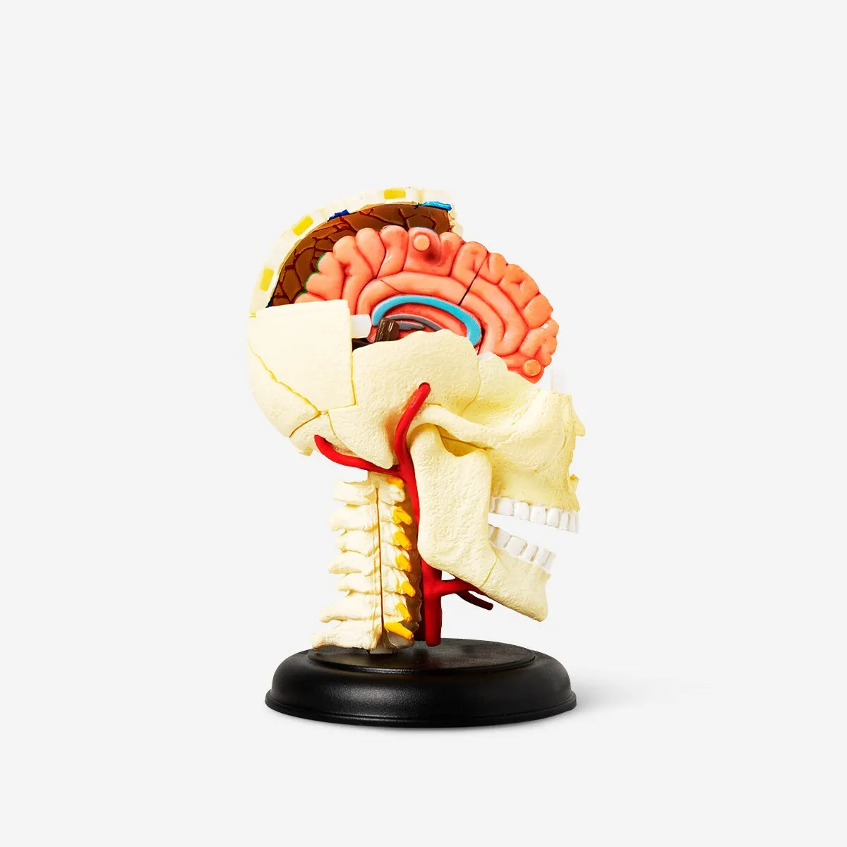 3D anatomic model. Skull