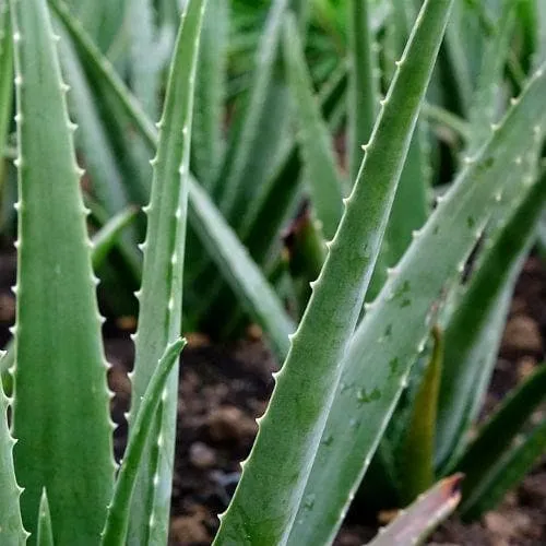 Aloe Vera