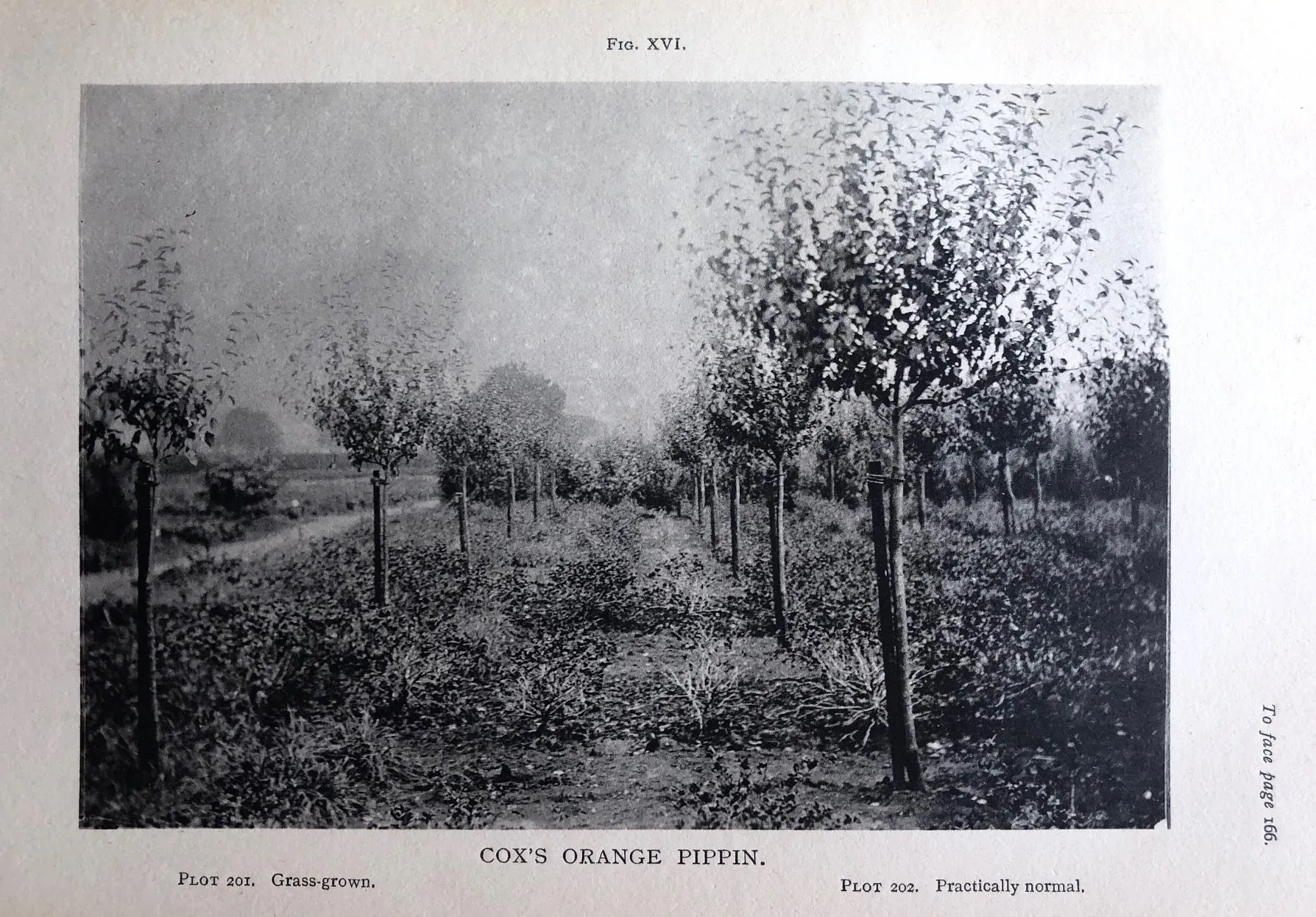 (Fruit) Duke of Bedford & Spencer U. Pickering. Second Report on the Working and Results of the Woburn Experimental Fruit Farm.