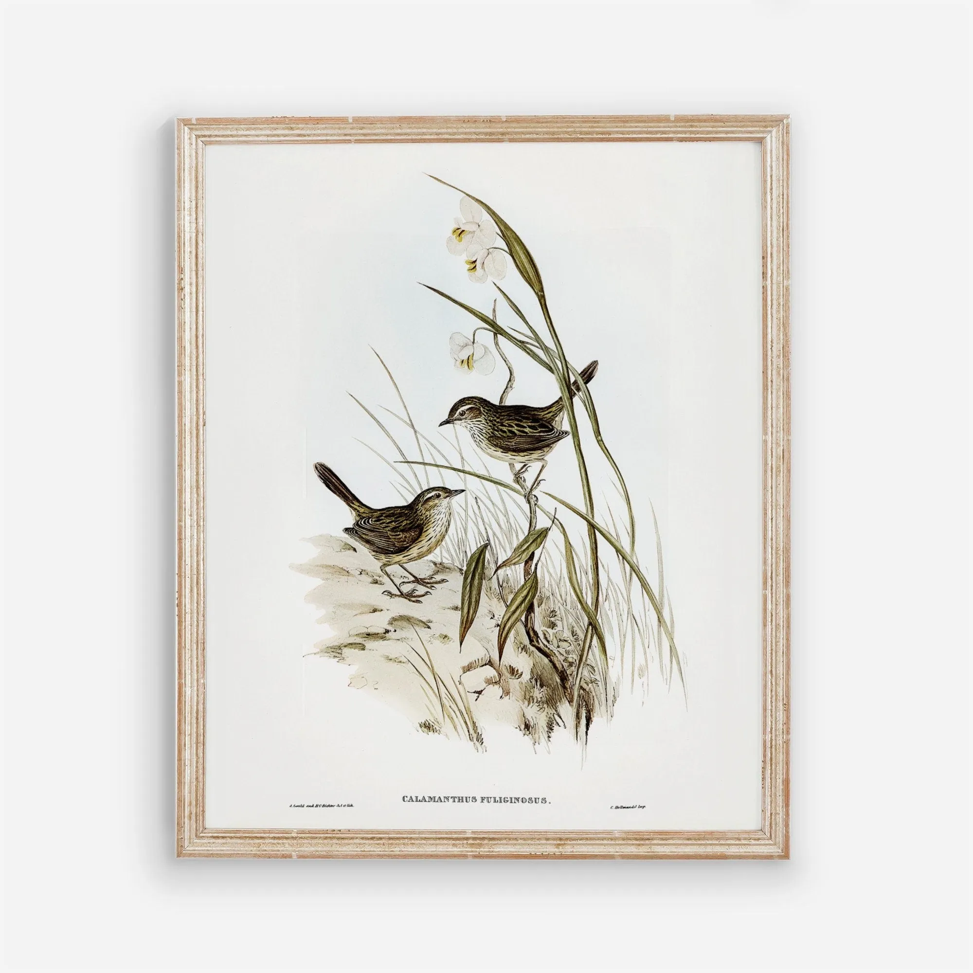 Vintage Bird Wall Art Print